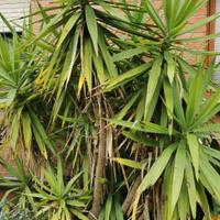 Yucca