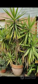 Yucca