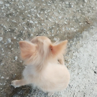 Cucciolo di chihuahua a pelo lungo