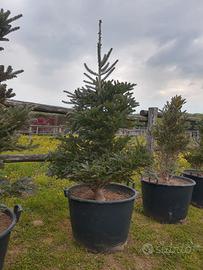PINO NANO ARGENTATO - ABIES KOREANA SIBERLOCKE