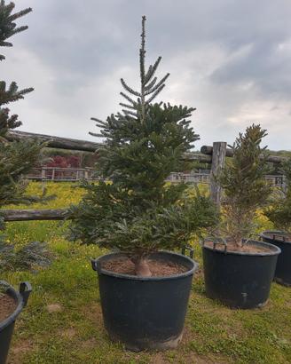 PINO NANO ARGENTATO - ABIES KOREANA SIBERLOCKE
