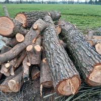 tronchi pino marittimo 