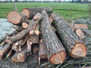 tronchi pino marittimo 