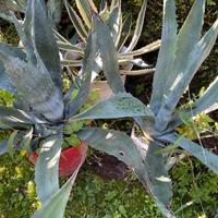 Agave