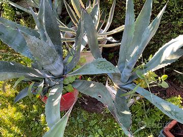 Agave