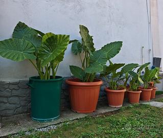 Pianta Alocasia