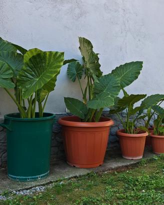 Pianta Alocasia