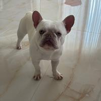 Bulldog Francese per monta