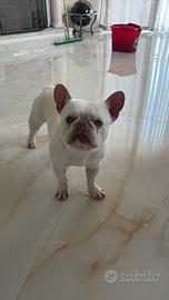 Bulldog Francese per monta