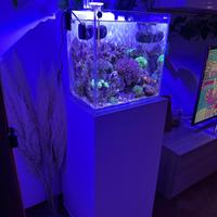 Acquario marino aqpet 60 lt