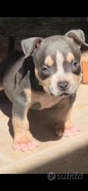 American bully