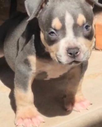American bully
