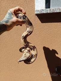 Boa constrictor Suriname 