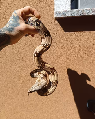 Boa constrictor Suriname 