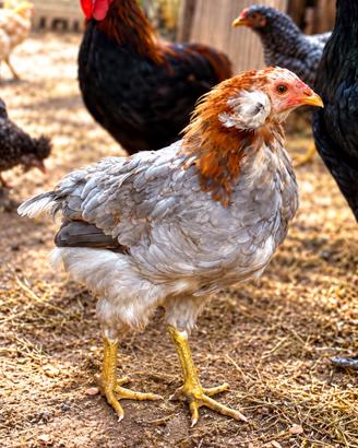 Prenotazioni e vendita Galline e polli giovani