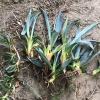 Piantine di Agave Americana