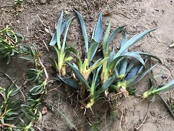 Piantine di Agave Americana