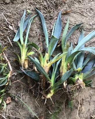 Piantine di Agave Americana
