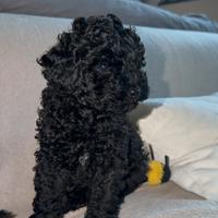 Barboncino nero Toy . Futura taglia 4 kg