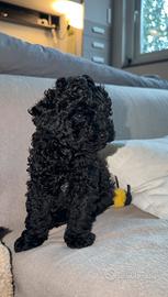 Barboncino nero Toy . Futura taglia 4 kg