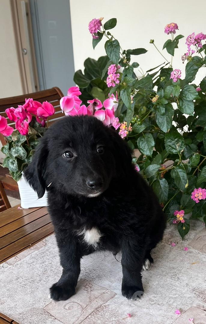 Cucciolo meticcio border collie X pastore austr - Animali In vendita a ...