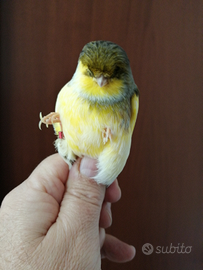 Canarino Gloster consort maschio