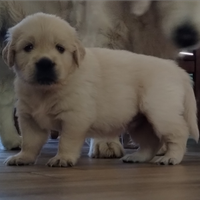 Cuccioli Golden retriever linea inglese