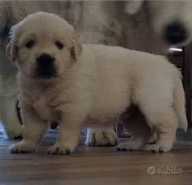 Cuccioli Golden retriever linea inglese