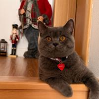 British Shorthair maschio Accoppiamento monta