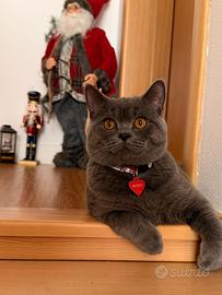 British Shorthair maschio Accoppiamento monta