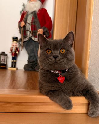 British Shorthair maschio Accoppiamento monta