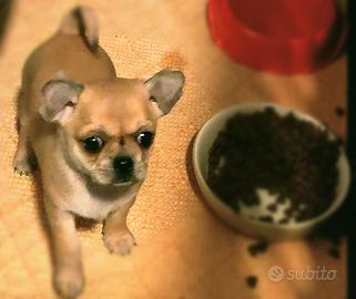 Maschietto Chihuahua