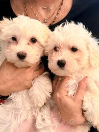 Cucciolo di Maltipoo