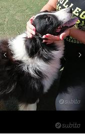 Border colli cuccioli