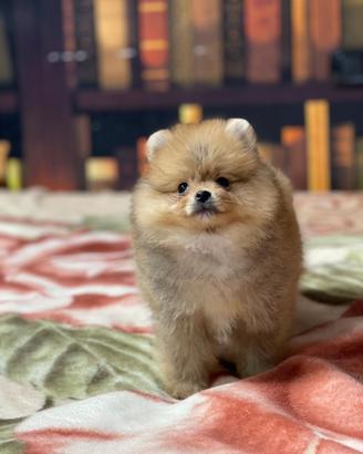 Cuccioli di Spitz nano Pomerania