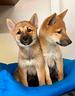 shiba-inu-shiba-inu-shiba-inu-shiba-inu