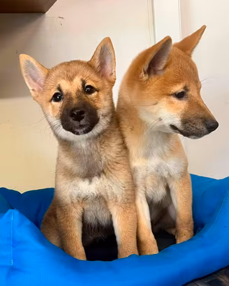 Shiba inu shiba inu shiba inu shiba inu