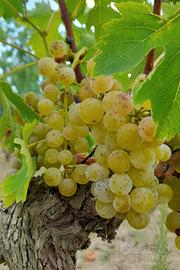 Uva bianca e nera da vino