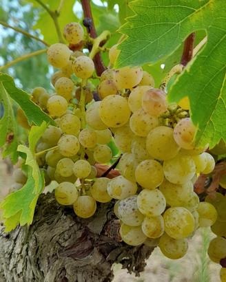 Uva bianca e nera da vino