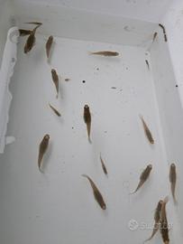 Gambusie pesce mangia zanzare