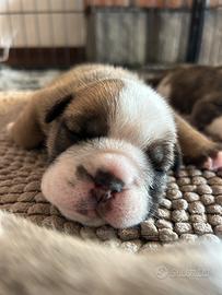 Cuccioli di Bulldog inglese