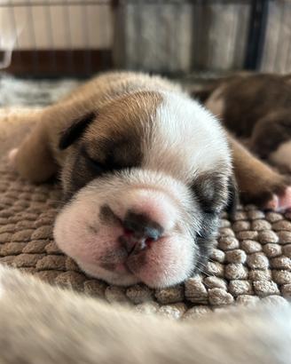 Cuccioli di Bulldog inglese