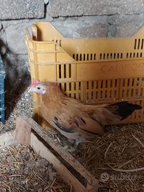 Galletto e gallina francesino