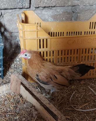 Galletto e gallina francesino