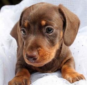 Cuccioli bassotti kaninchen maschi femmine cioco