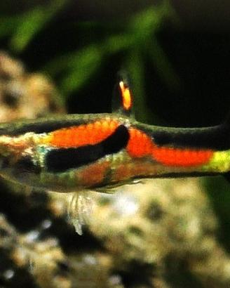 pesci guppy e platy per acquario dolce