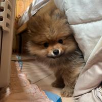 Vendita spitz nano di pomerania