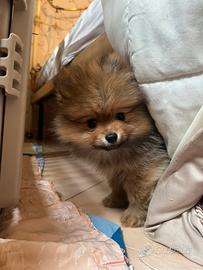 Vendita spitz nano di pomerania