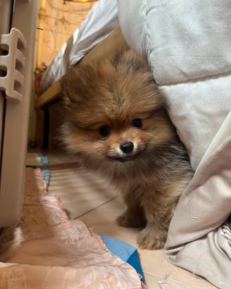 Vendita spitz nano di pomerania
