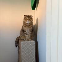 Gatto scottish fold maschio